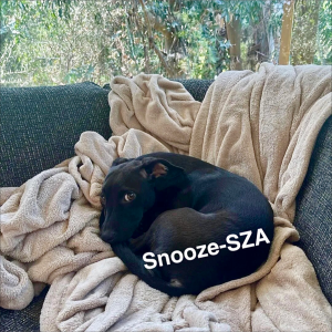 KSR的专辑SNOOZE