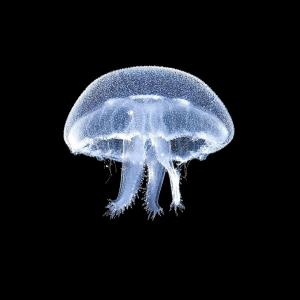 收聽jaur3的tentacle歌詞歌曲