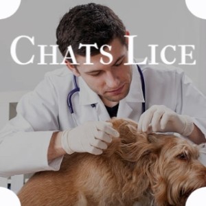 Various Artists的專輯Chats Lice (Explicit)