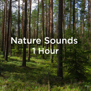 收听Nature Sounds的Water Music歌词歌曲