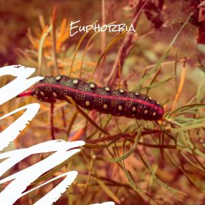Listen to Huntsville song with lyrics from Fredah Frer