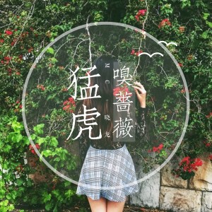 Album 猛虎嗅蔷薇 from MC晓龙