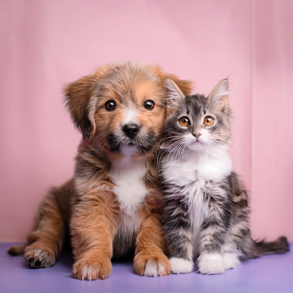 Las Mascotas Abrazan La Quietud De La Tarde