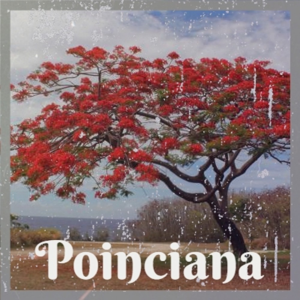 Poinciana