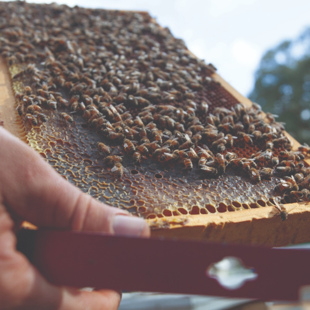 HIVE
