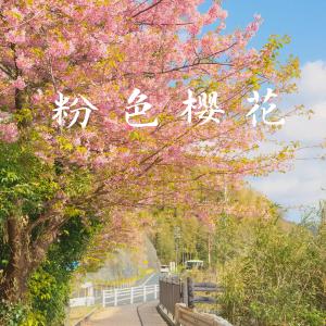吳丹妮的專輯粉色櫻花