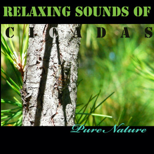 Pure Nature的专辑Relaxing Sounds of Cicadas