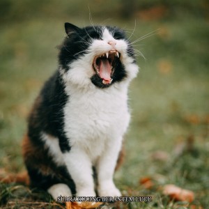 Dengarkan Suara Kucing Berantem Lucu lagu dari Music Relaxation dengan lirik