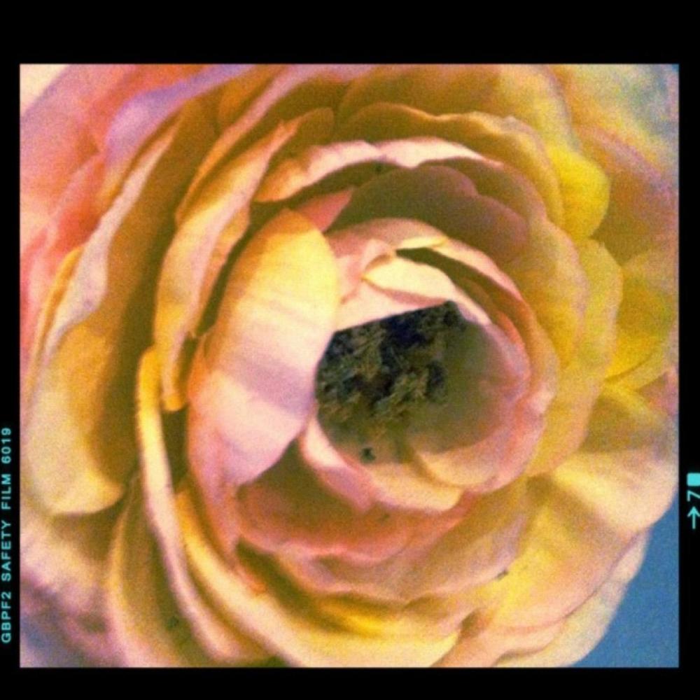 Rosas en Guantánamo (Explicit)