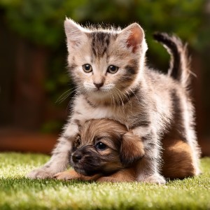 ดาวน์โหลดและฟังเพลง Tranquilidad Nocturna Para Las Mascotas พร้อมเนื้อเพลงจาก Entrenamiento de ondas cerebrales de tonos isocrónicos