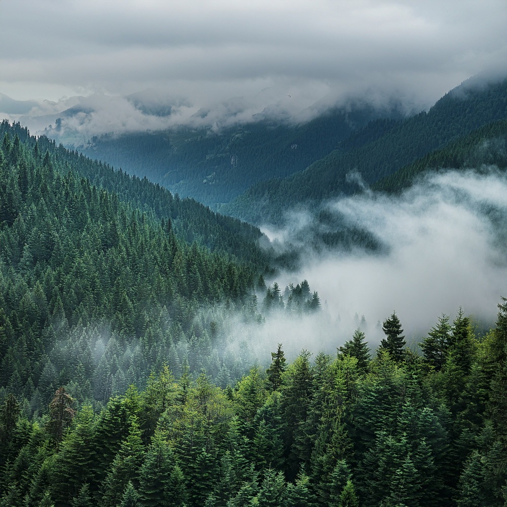 A Forest That Remembers Every Step
