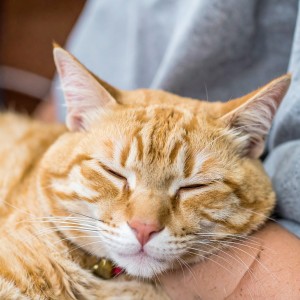 ดาวน์โหลดและฟังเพลง Orquesta Tranquila Para Gatos Intensos พร้อมเนื้อเพลงจาก Academia de Música para Gatos