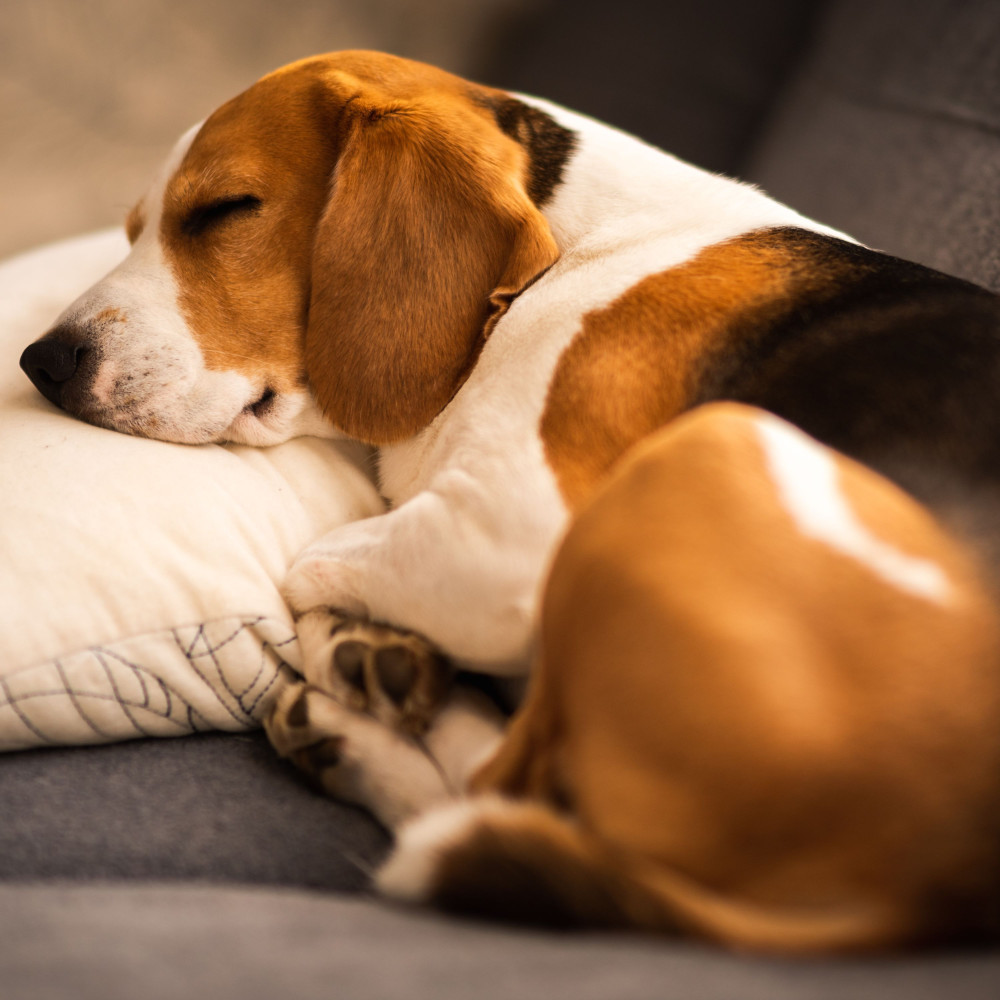 Nap Dogs with Piano Rain