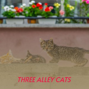 ดาวน์โหลดและฟังเพลง Pine State Honky Tonk พร้อมเนื้อเพลงจาก Claude Casey