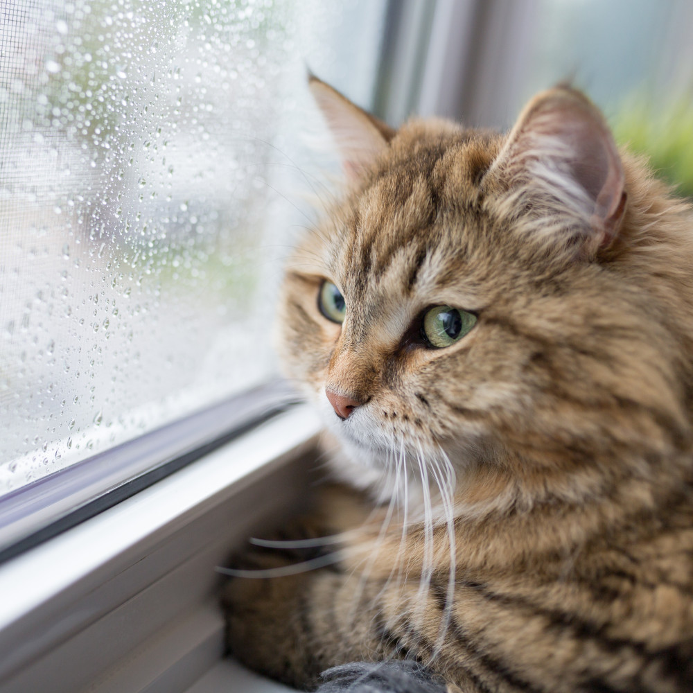 Rain for Feline Sleep
