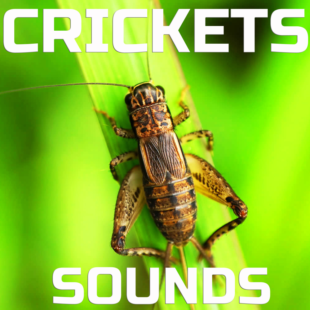Relaxing  Crickets Sounds