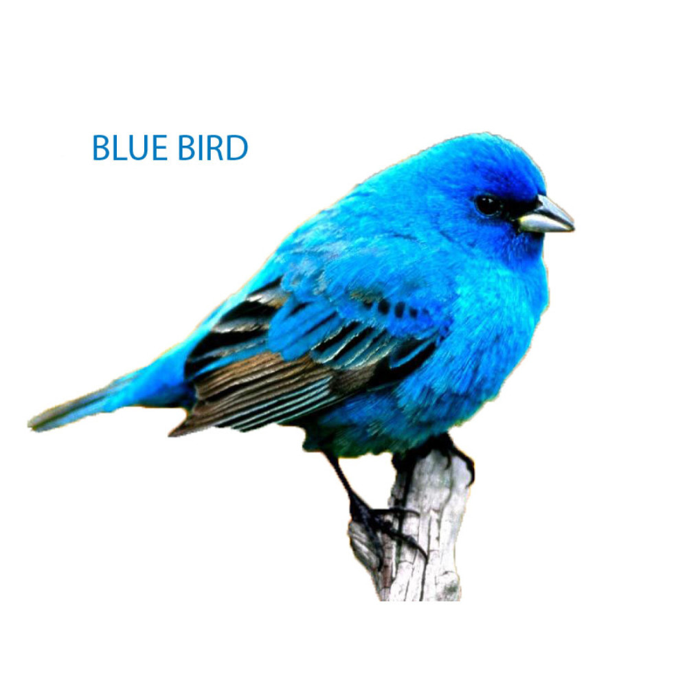 Blue Bird (Explicit)