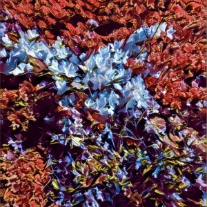 Monet dari 이영