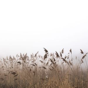 Album Affirming Sounds of Nature | Musical Sounds | Spa from Mindfulness Mediation World