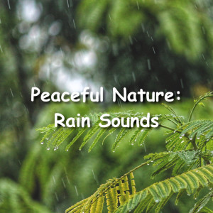 ดาวน์โหลดและฟังเพลง ASMR Rain Sounds พร้อมเนื้อเพลงจาก Rain Sounds