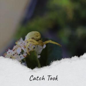 Album Catch Took from Various