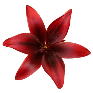 Listen to ANGELINA JOLIE (Explicit) song with lyrics from NOUA UNSPE