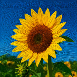 Album Sunflower from 오닐 (ONiLL)