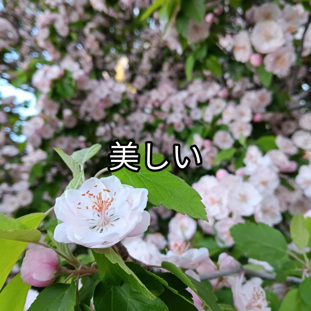 美しい