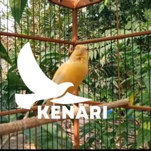 Dengarkan Kenari lagu dari Supex dengan lirik