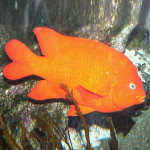 ดาวน์โหลดและฟังเพลง GOLD FISH TNIK F WZAF (Explicit) พร้อมเนื้อเพลงจาก Bvngbelv