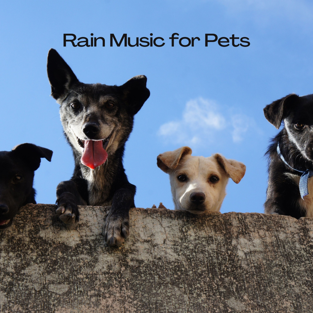 Sweet Rain Music for Your Pets