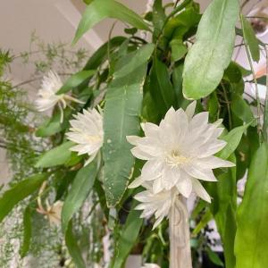 收聽Super Glue的Aku Benci Kau Dengan Cintaku歌詞歌曲