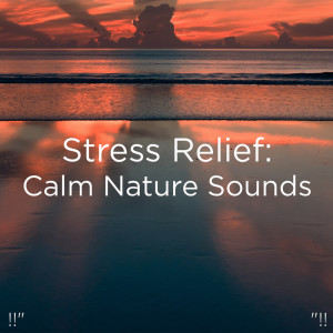 Listen to Jungle Nature Sounds song with lyrics from Yoga