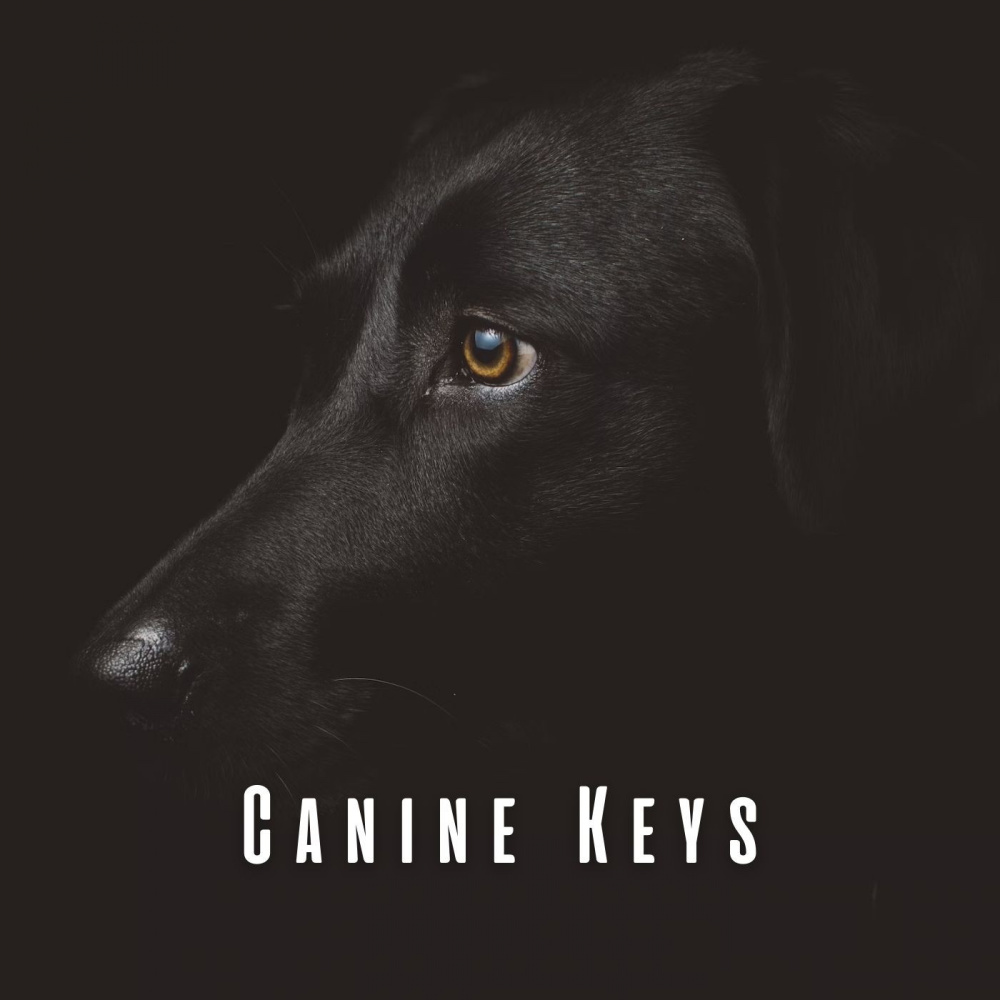 Playful Piano for Pups