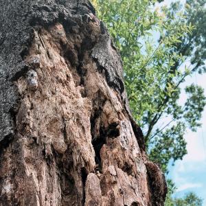 Dengarkan Trippy Drip lagu dari TrippySkrr dengan lirik