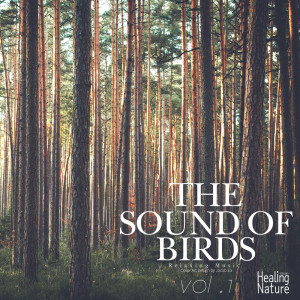 收听힐링 네이쳐 Nature Sound Band的Relaxing Birds of Demilitarized Zone Forest 1歌词歌曲