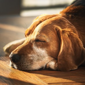 Be Happy Together Capitan de la emocion的專輯Armonías Lofi Para Mascotas: Paisajes Sonoros Relajantes