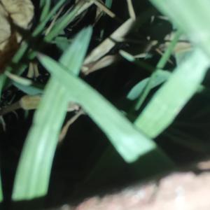 Dengarkan lagu Lies over Lies nyanyian mwm dengan lirik