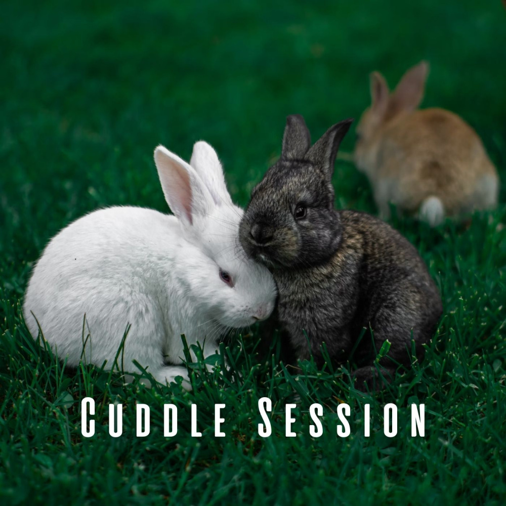 Tranquil Paw-some Vibes