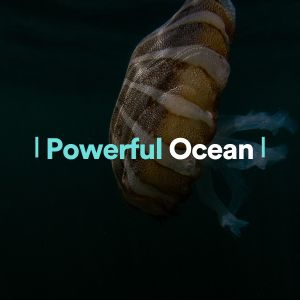 Album Powerful Ocean oleh Ocean Waves for Sleep