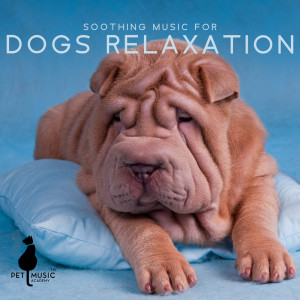 Album Soothing Music for Dogs Relaxation During Fireworks (Calming Music for Dogs Scared) oleh Pet Music Academy