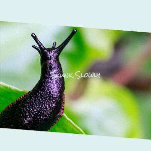 ดาวน์โหลดและฟังเพลง Skunk Slowly พร้อมเนื้อเพลงจาก Chord Licet