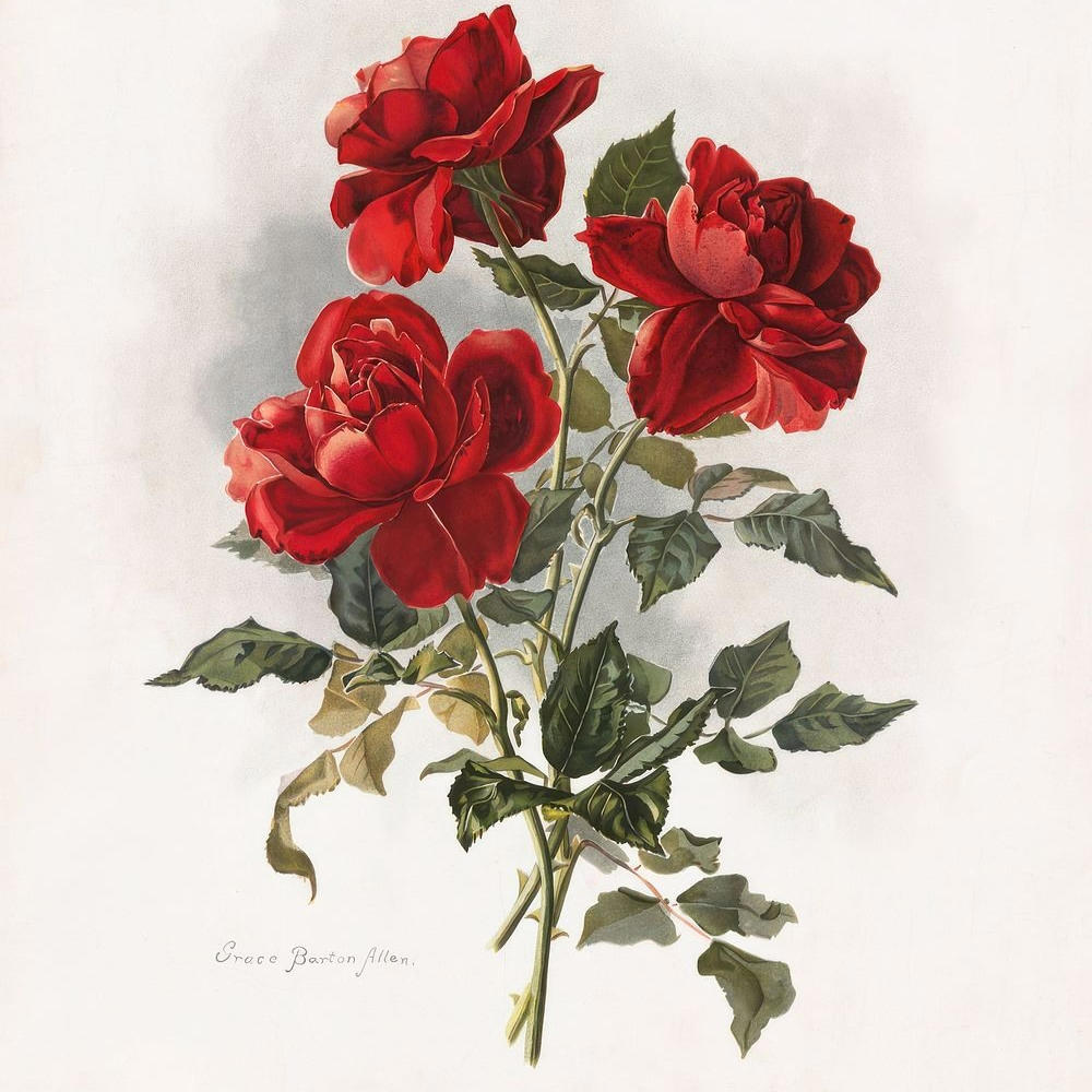 Roses (feat. Mdm Toon) (Explicit)