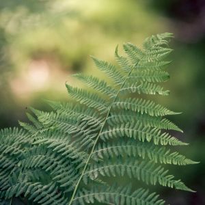 Listen to Bright Green Forest song with lyrics from Deep Sleep