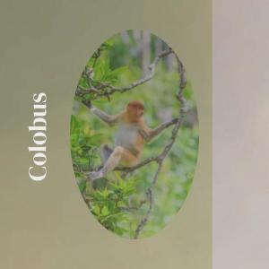Listen to Encourage Its song with lyrics from Darryn Hoser