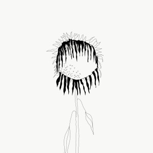 Album Sonnenblumenfeld from 