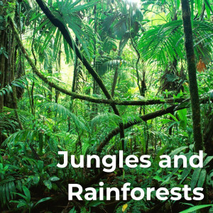 Epiphonema的專輯Jungles and Rainforests
