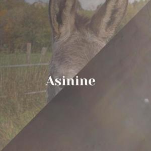 ดาวน์โหลดและฟังเพลง Mumbler พร้อมเนื้อเพลงจาก Nitin Saly