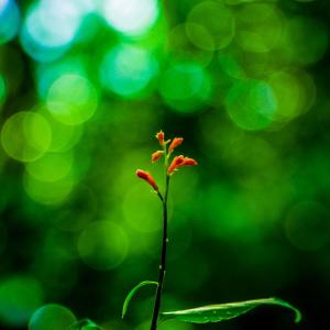 收听SleepTube的Gamma Binaural Beats to Help with Focus and Concentration歌词歌曲