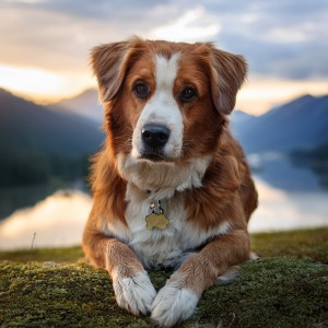 อัลบัม Music For Dogs That Brings Comfort And Calm ศิลปิน Dreamy Dog